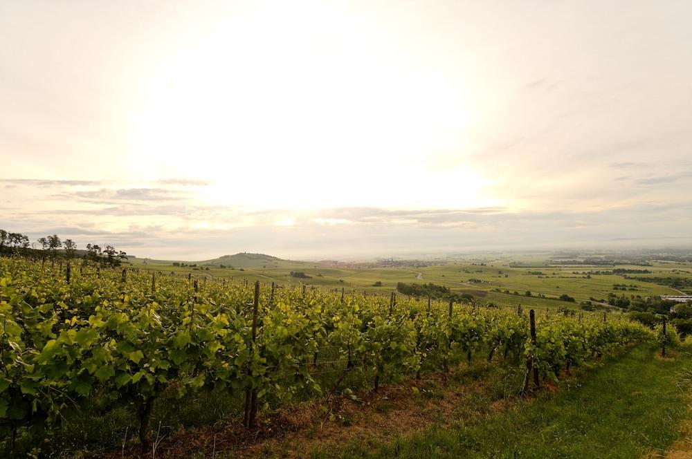 Le Clos Saint-Vincent Ribeauvillé Eksteriør bilde