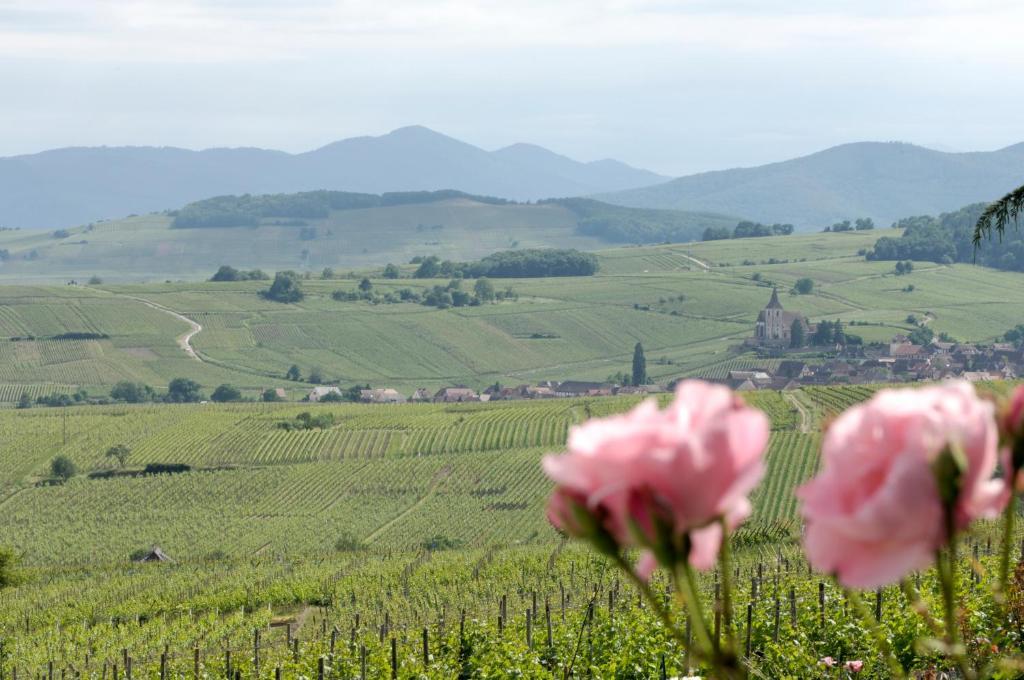 Le Clos Saint-Vincent Ribeauvillé Eksteriør bilde