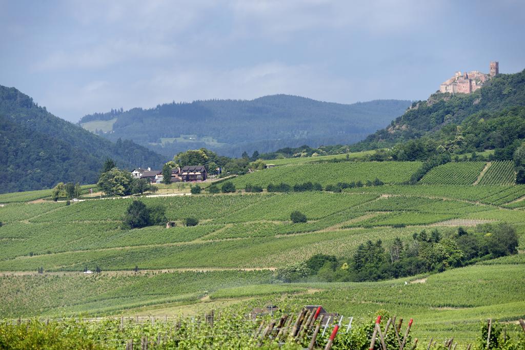 Le Clos Saint-Vincent Ribeauvillé Eksteriør bilde