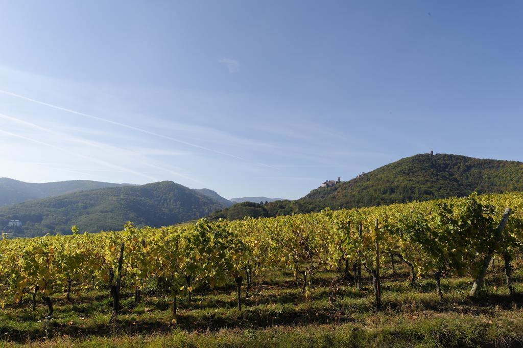 Le Clos Saint-Vincent Ribeauvillé Eksteriør bilde
